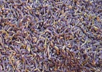 Botanicals Lavender Flowers